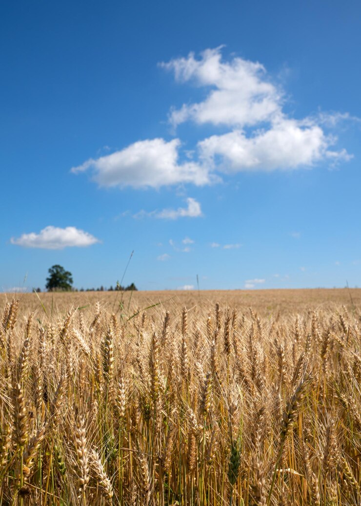 Foto imagem em close de um campo de milho em um dia ensolarado contra o céu azul