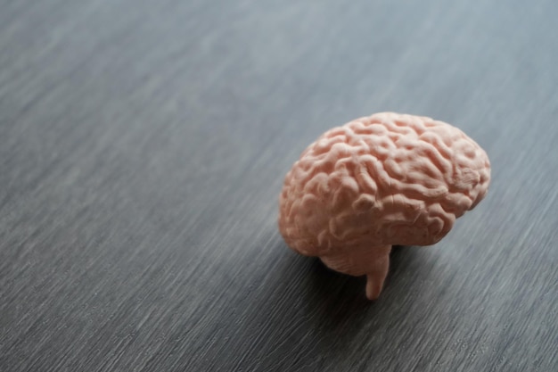 Imagem em close do modelo do cérebro humano O cérebro é liso e cinzento com os diferentes lóbulos