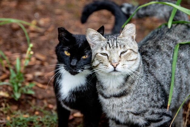 Foto imagem em close-up de dois gatos tabby olhando para a câmera