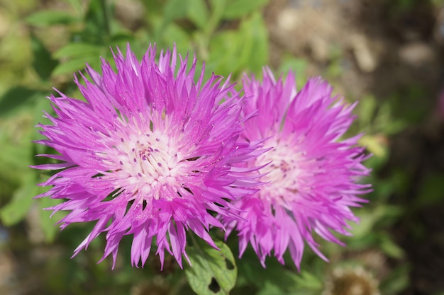 Imagem em close-up de uma flor púrpura Stokesia laevis - Stokes Aster em um fundo suave e desfocado