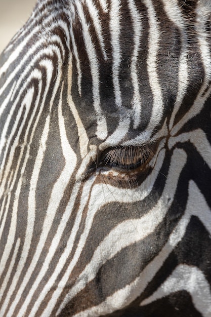 Imagem em close-up de uma zebra grevys