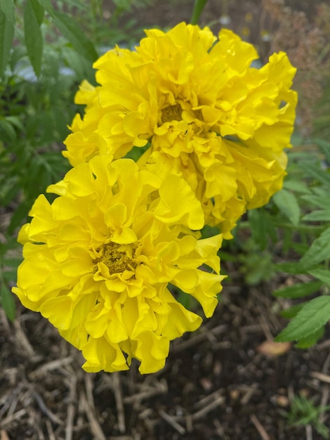 Imagem em close vertical de calêndulas amarelas (Tagetes)