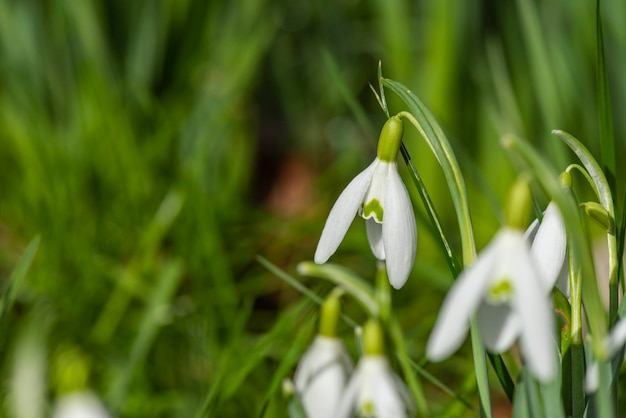 Imagem em detalhe de uma única flor de pálpebras de neve com grama verde ao fundo