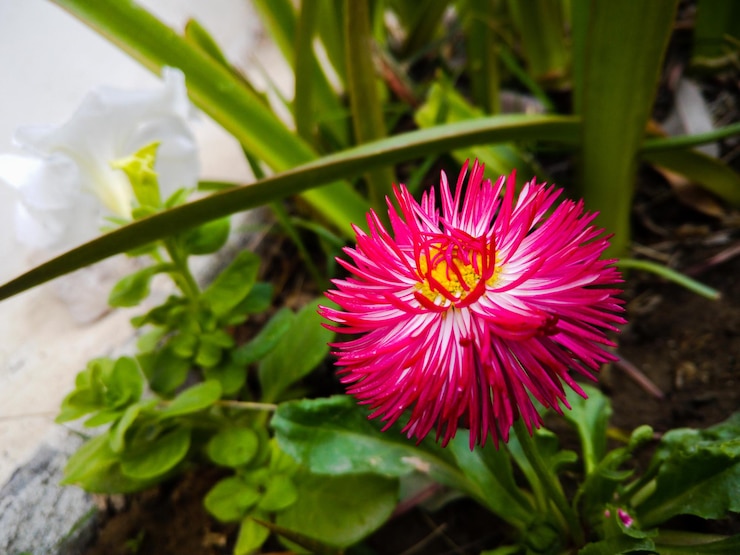 Foto imagem focada de flor rosa pela manhã