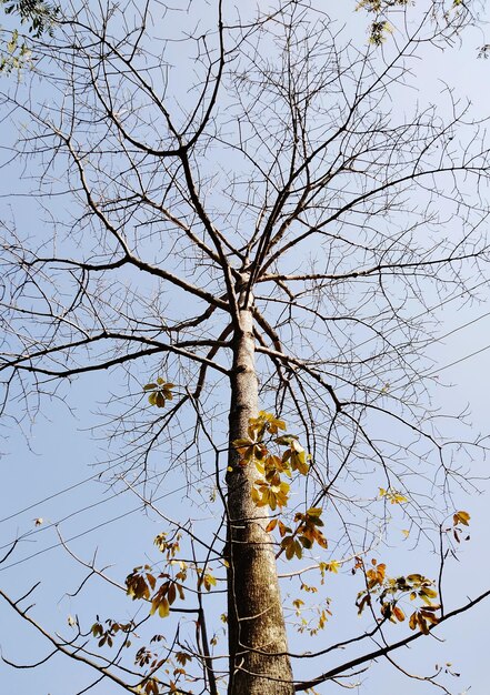 Imagem Folhas secas numa árvore Folhas murchas que não caíram durante o inverno