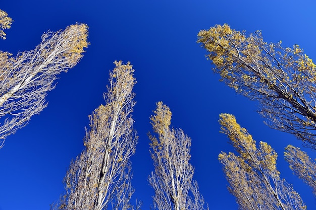 Imagem horizontal de choupo preto (Populus nigra) com folhagem de outono