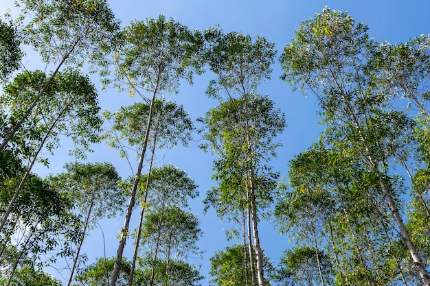 Imagem horizontal de plantação de eucalipto