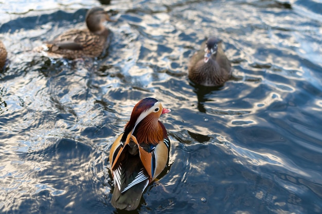 Imagem horizontal de um pato mandarim masculino e feminino nadando na água Um exemplo de demorfismo sexual na natureza
