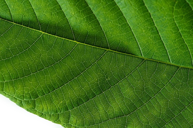 Imagem horizontal de uma folha verde de avelã fechar com veias amarelas Fechar