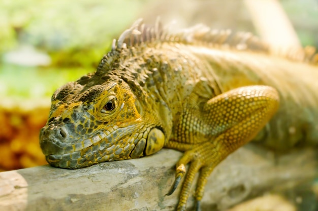 Imagem iguanas que dorme em um galho grosso