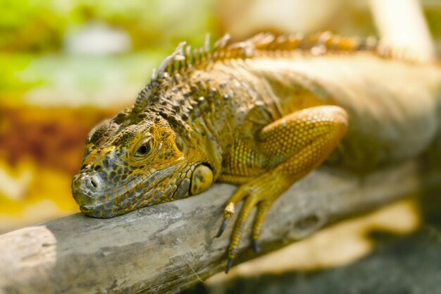 Imagem iguanas que dorme em um galho grosso