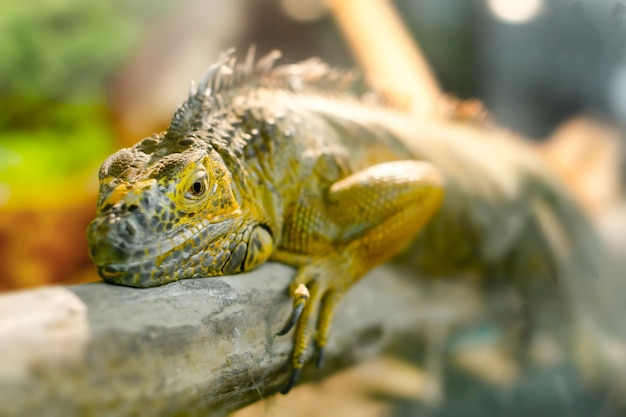 Imagem iguanas que dorme em um galho grosso