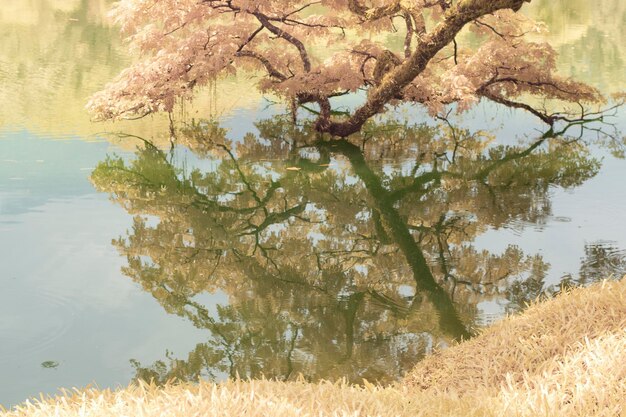 imagem infravermelha da folhagem ao lado do lago