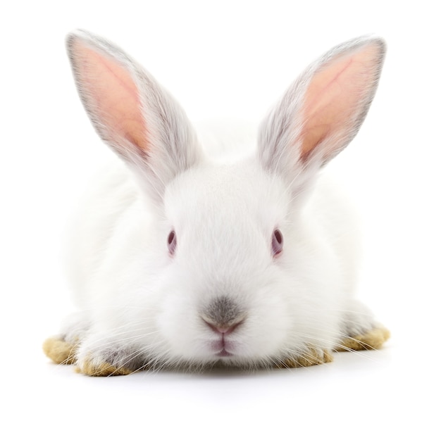 Imagem isolada de um coelho branco