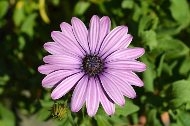 Imagem macro da flor roxa de gazania