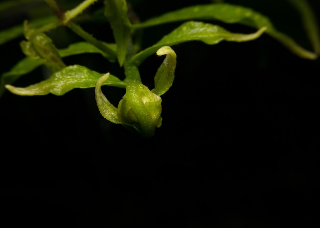 Foto imagem macro das veias da folha na obscuridade e luz - verde.