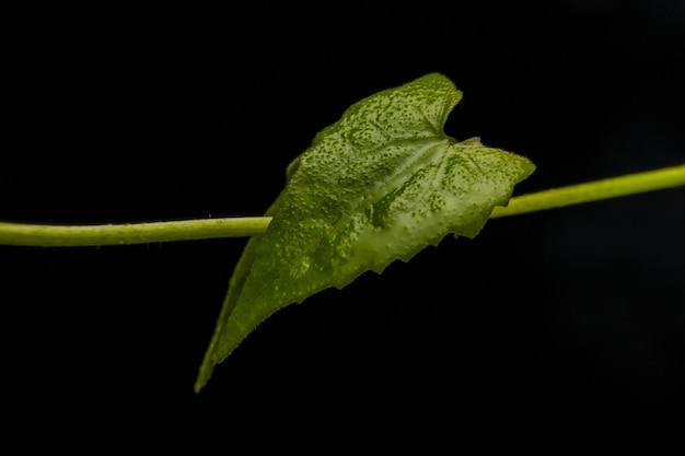 Imagem macro das veias da folha na obscuridade e luz - verde.