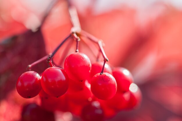 Imagem macro de bagas vermelhas de viburnum, pequena profundidade de campo. bela natureza de outono