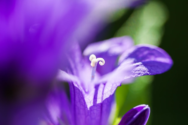 Imagem macro de campânulas violetas, pequena profundidade de campo