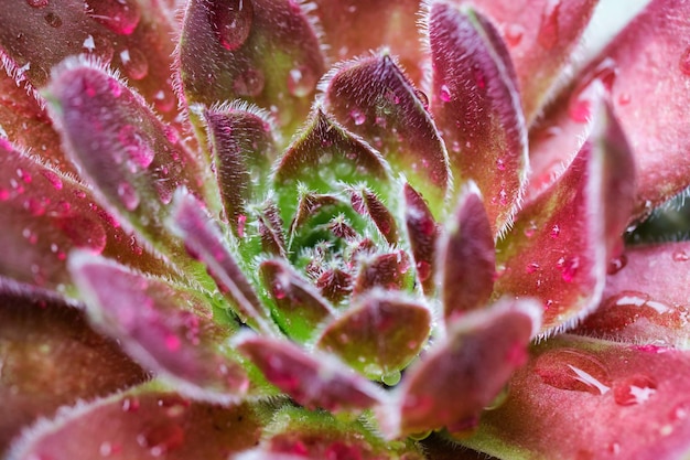 Imagem macro de Dea Hens and Chicks