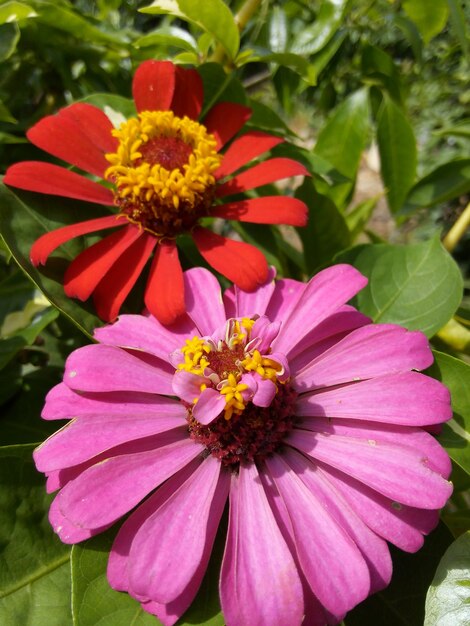 Foto imagem macro de flor amarela