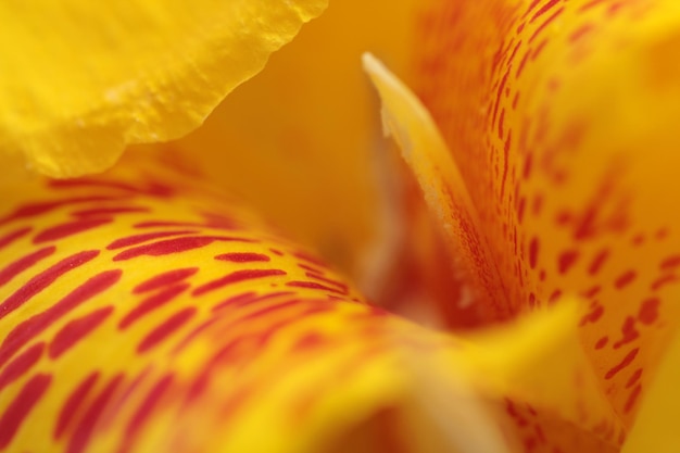 Foto imagem macro de flor amarela