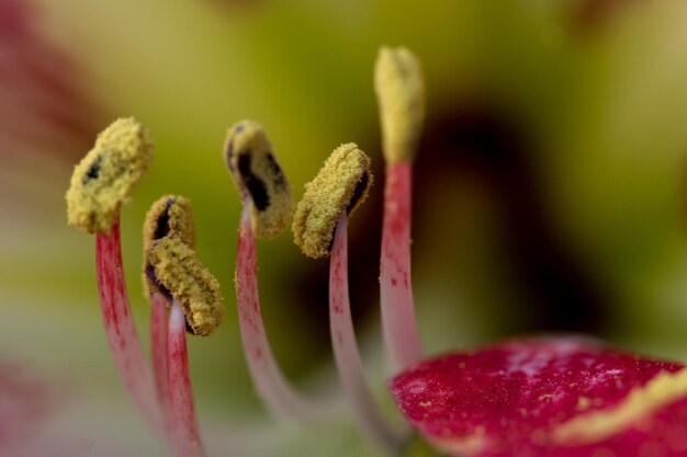 Foto imagem macro de flor rosa