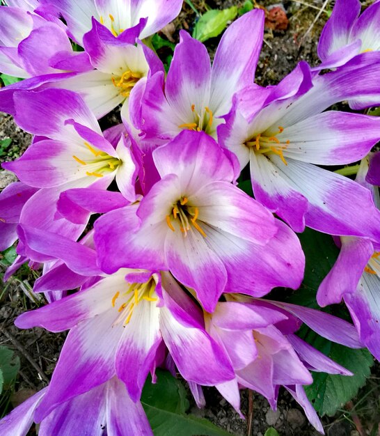 Foto imagem macro de flor rosa