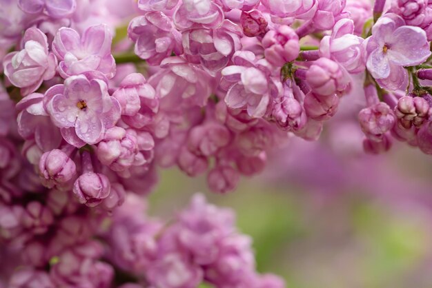 Imagem macro de flores lilás violeta suave de primavera, fundo floral sazonal natural. Pode ser usado como cartão de férias com espaço de cópia.