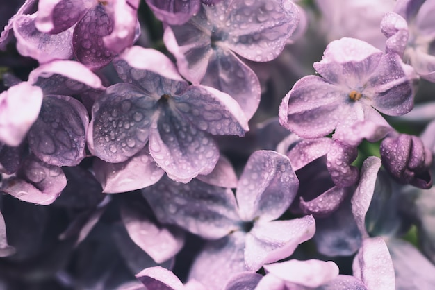 Imagem macro de flores lilás violeta suave de primavera fundo floral sazonal natural Pode ser usado como cartão de férias com espaço de cópia
