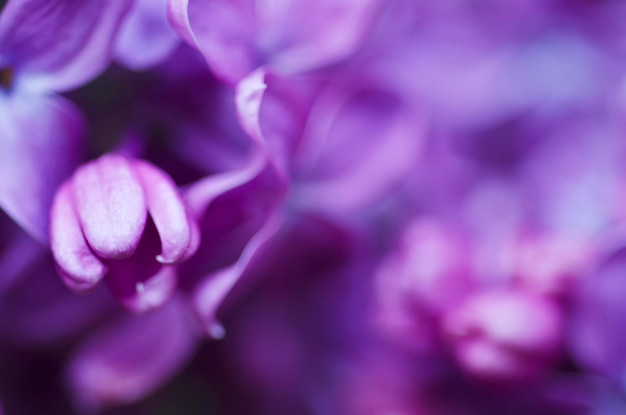 Imagem macro de flores violetas lilás da primavera, fundo floral macio abstrato