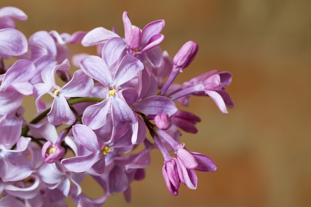 Imagem macro de flores violetas lilás da primavera.