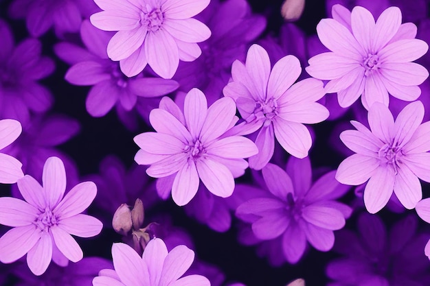 Foto imagem macro de flores violetas lilás de primavera abstrato floral macio padrão sem costura