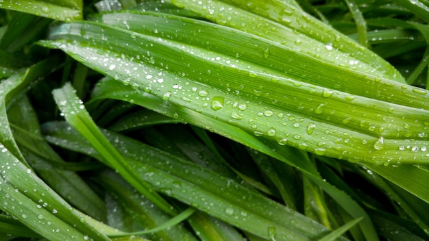 Imagem macro de folhas de grama alta encolhidas de orvalho na manhã. Gotas redondas na grama molhada