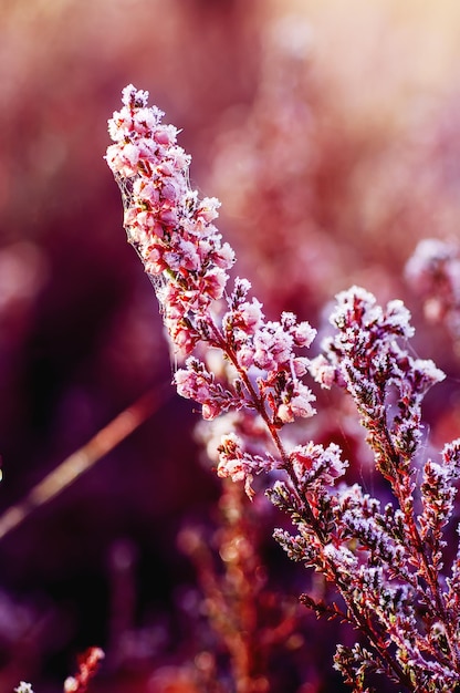 Imagem macro de fundo de inverno floral vintage floral de urze congelada