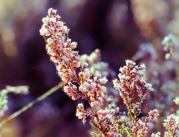 Imagem macro de fundo de inverno floral vintage floral de urze congelada