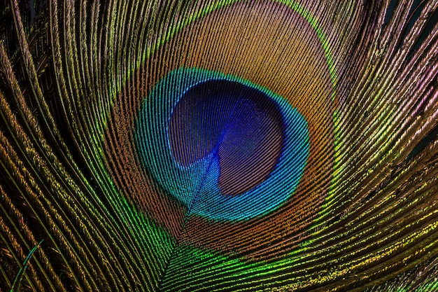 Imagem macro de pena de pavãoPeacock Feather