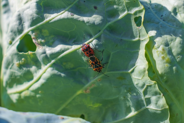 Imagem macro de um inseto de fogo sentado nas folhas de repolho, um inseto de soldado
