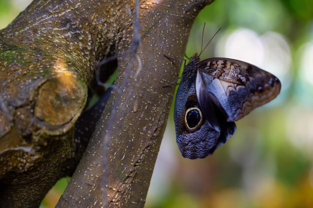 Imagem macro de uma borboleta