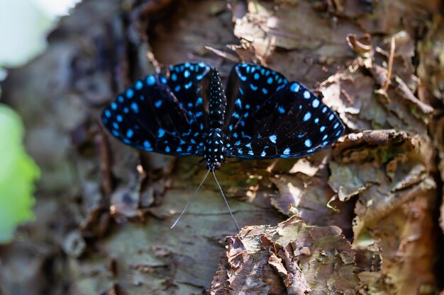 Imagem macro de uma borboleta