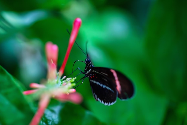 Imagem macro de uma borboleta