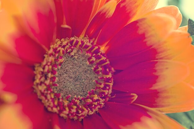 Imagem macro de uma flor amarela