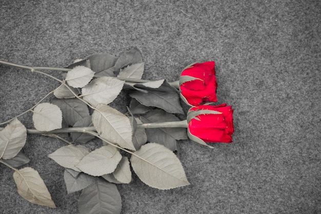 Imagem macro de uma rosa vermelha