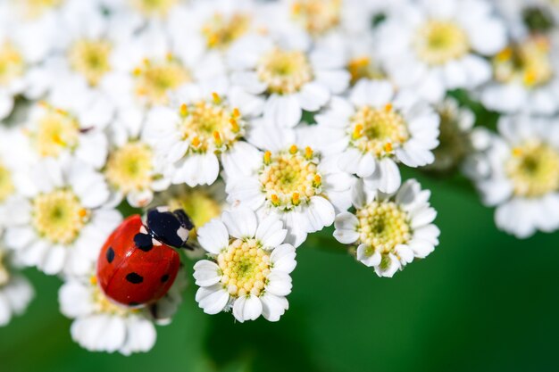 Imagem macro detalhada de uma joaninha em uma flor