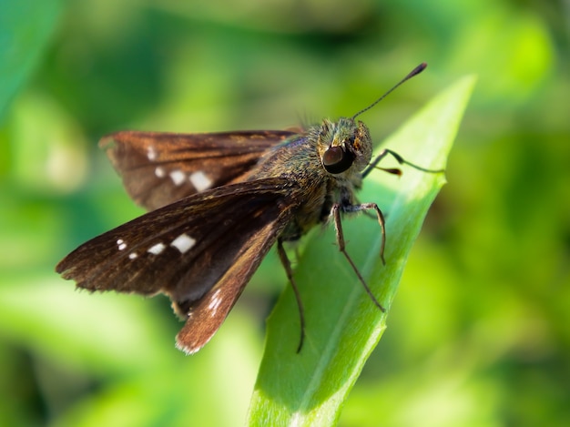 Foto imagem macro detalhada do pequeno inseto - hesperia comma - poleiros na folha