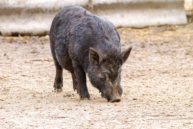 imagem mamífero animal de estimação porco em um recinto preto