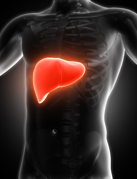 Foto imagem médica 3d mostrando fígado