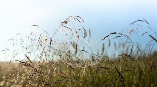 Imagem natural com foco suave com teia de aranha fina na grama ao amanhecer tiro de ângulo baixo