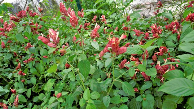 Imagem paisagística de lindas flores de Justicia brandegeeana conhecidas como Shrimpplant False hop