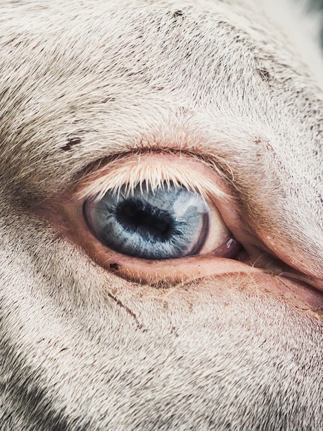 Imagem recortada de cavalo